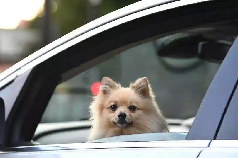 يمكن أن ترتفع درجة حرارة الكلاب بسهولة في السيارات - حتى عندما لا نعتقد أن الجو حار بشكل خاص في الخارج