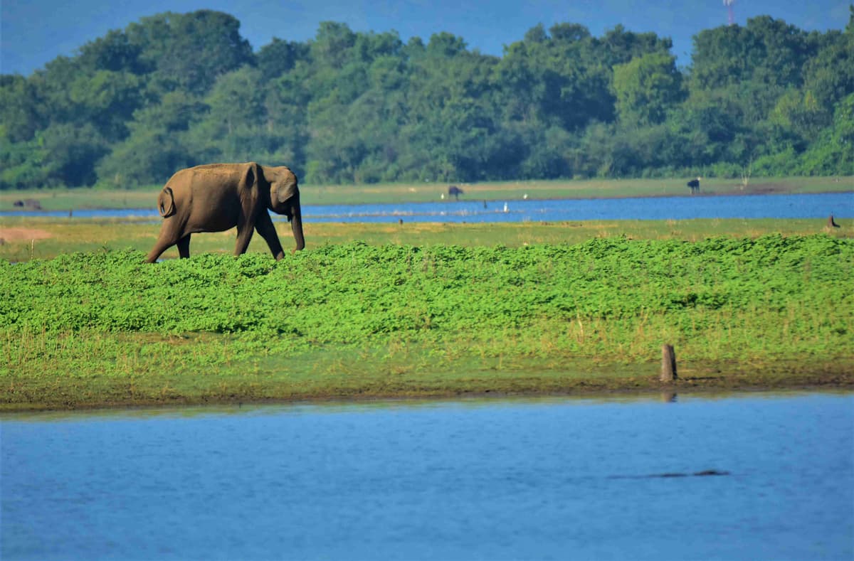 الفيل يمشي على ضفاف البحيرة في الموائل الطبيعية