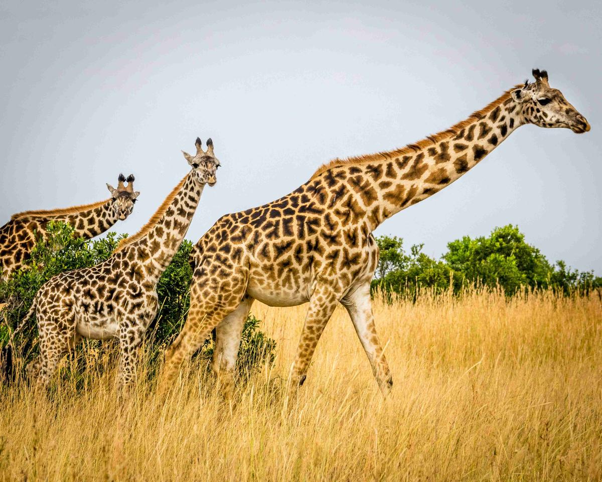 Giraffes Walking Through Savannah Grassland
