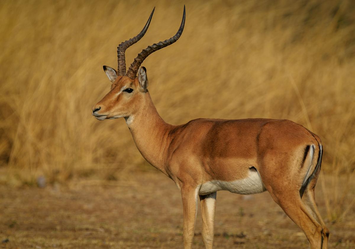Antelope-Africa-Harvey-Sapir