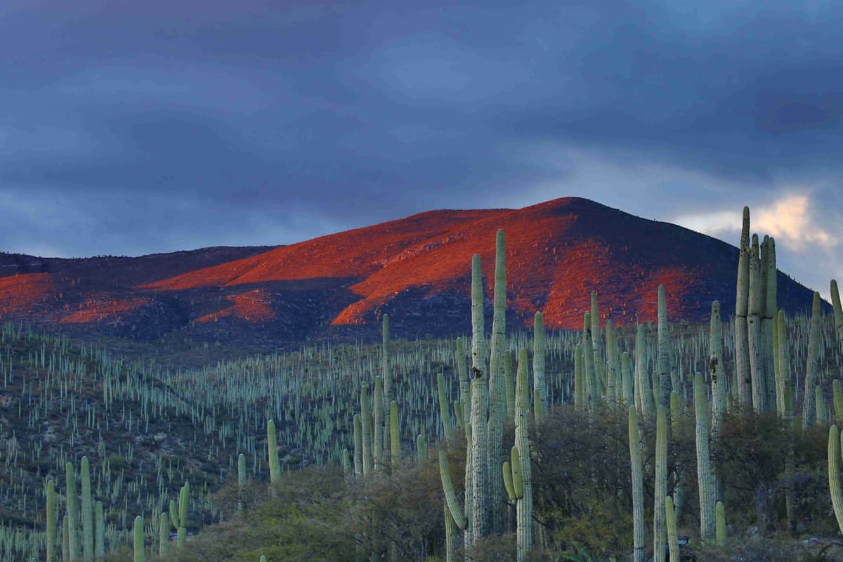Sunset Glow on Cactus Hillside