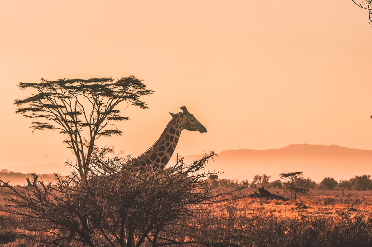 Zambia-giraffe-national-park-africa-Harshil-Gudka