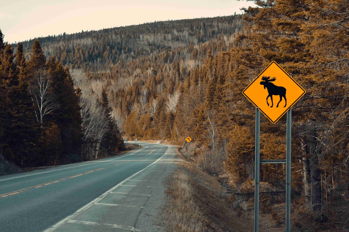 Moose crossing sign by a road in a dense Canadian forest.