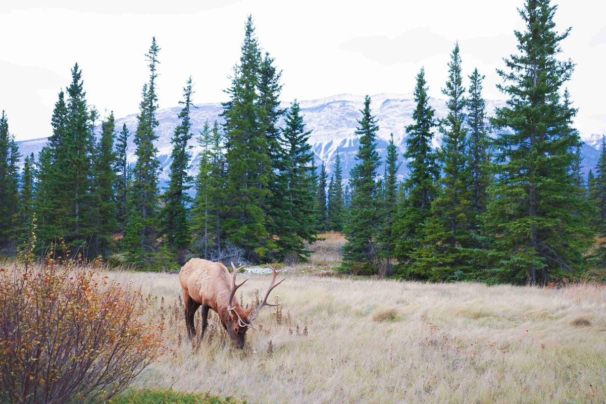 Elk grazing in a meadow with Canadian Rockies backdrop.