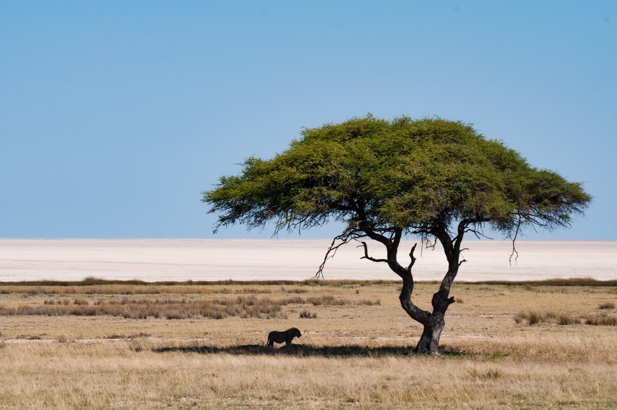 إيتوشا ناميبيا تصوير سام باور