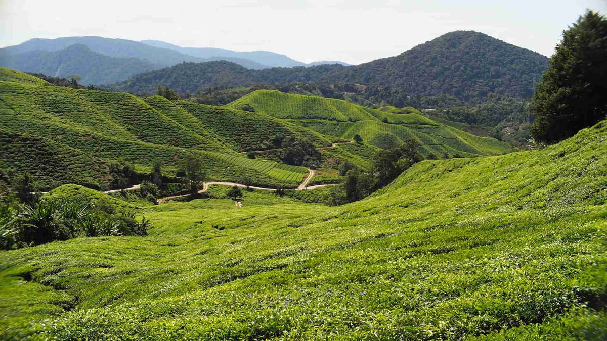 مزارع الشاي الغنية في مرتفعات كاميرون.