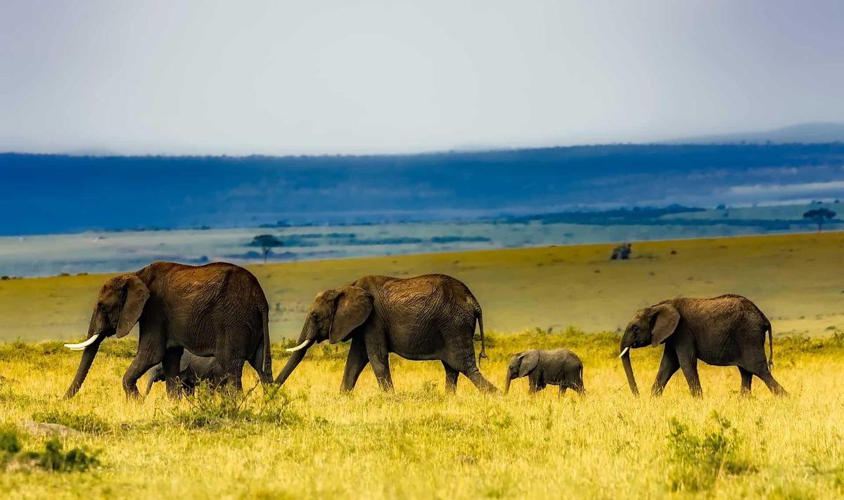 Kenya Hintergrundillustration