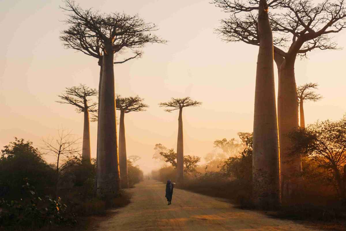 Reiseführer für Madagaskar Illustration