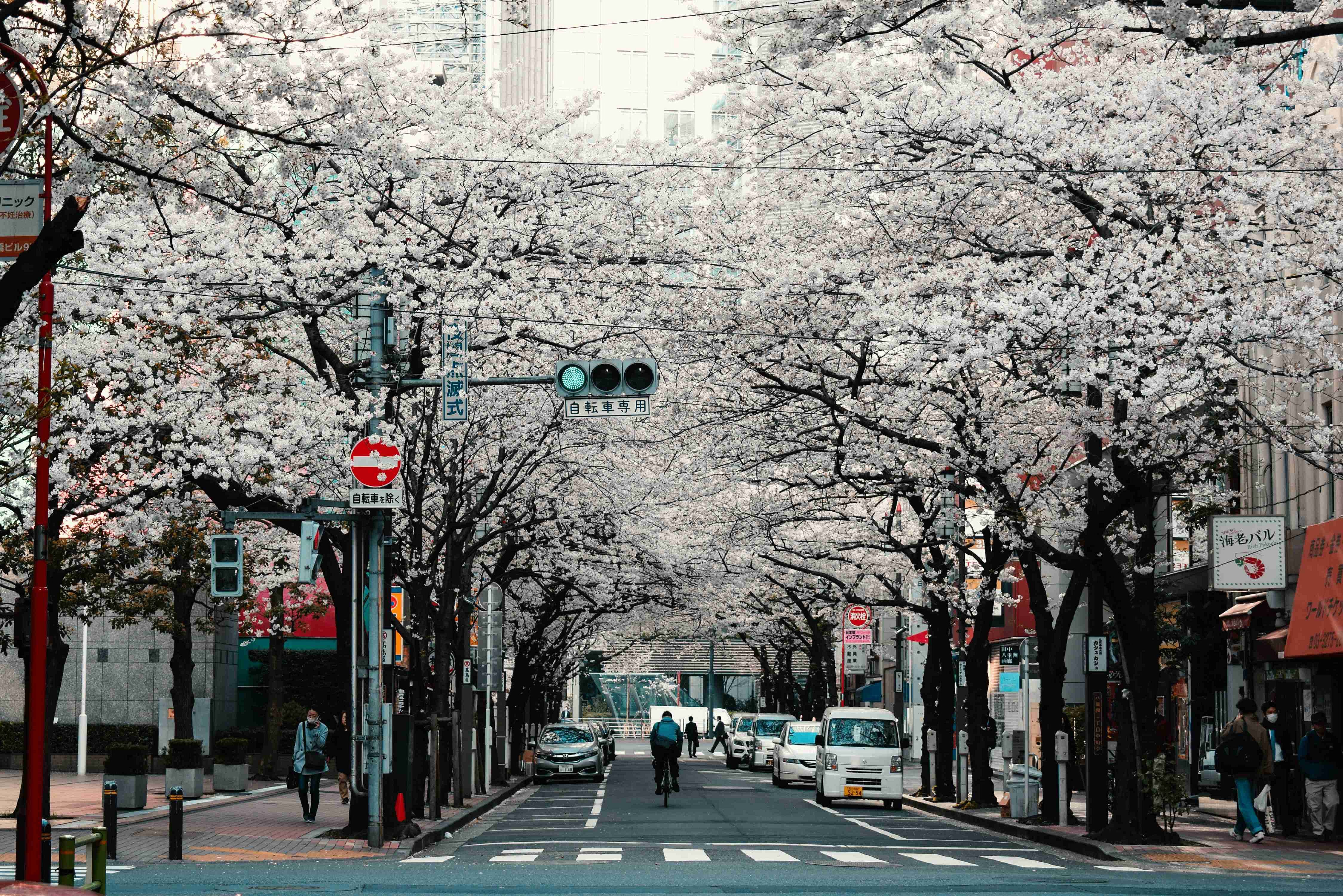 In Full Bloom: 10 Lesser-Known Sakura Spots for Your Road Trip in Japan