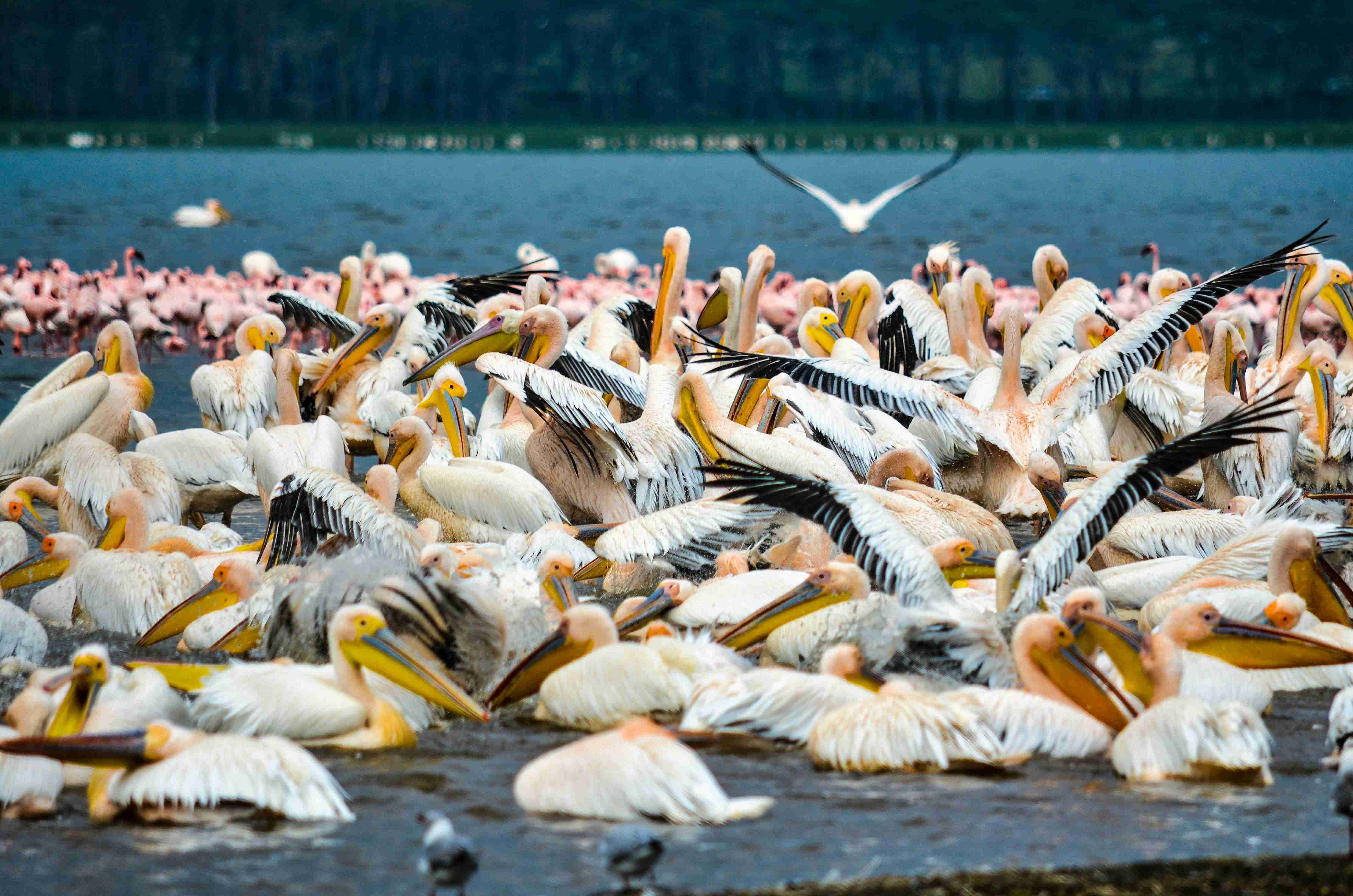 Into the Wild: A 5-Day Kenya Road Trip for Outdoor Enthusiasts