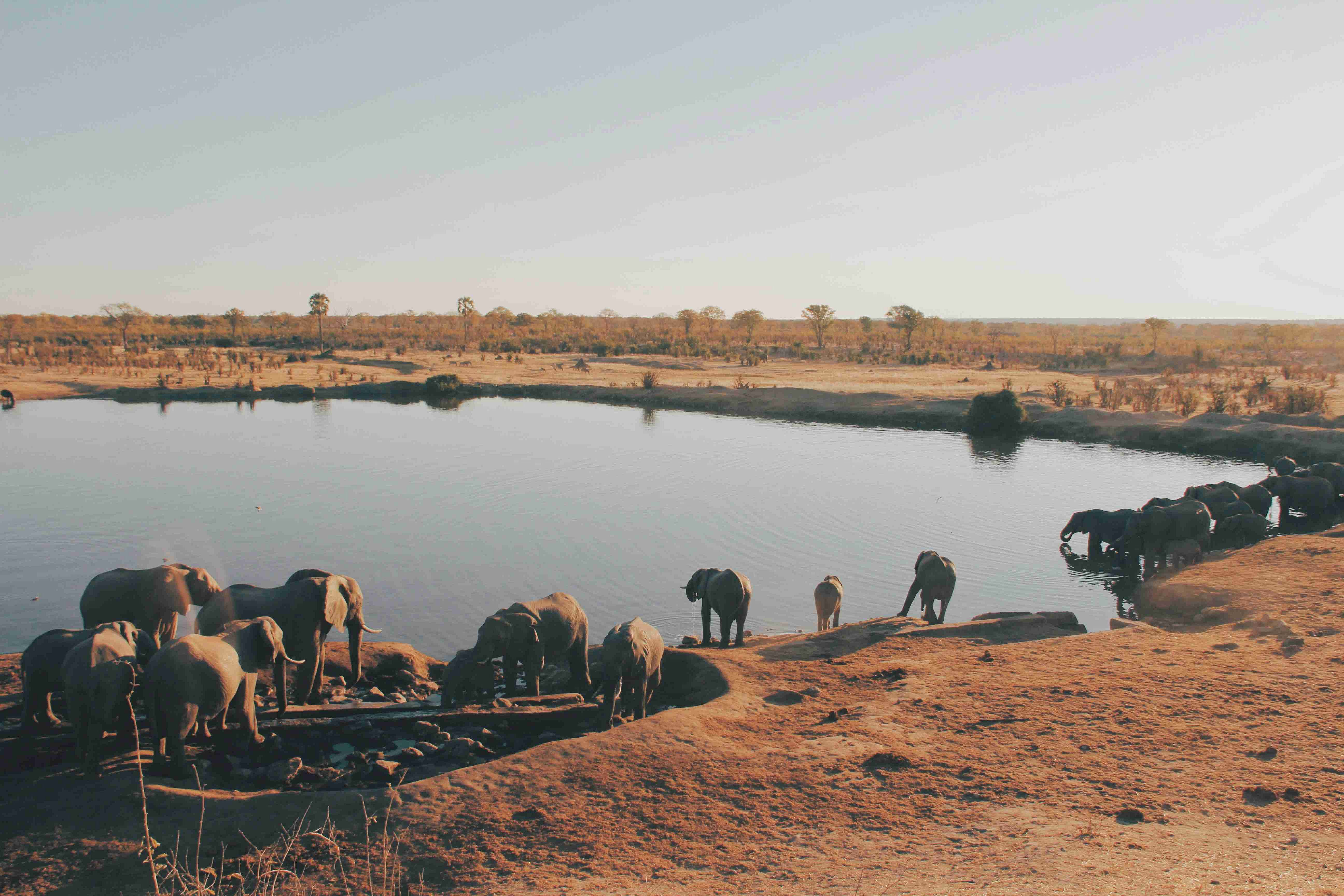 Wildlife Wonders: The Best Time To Visit Zimbabwe
