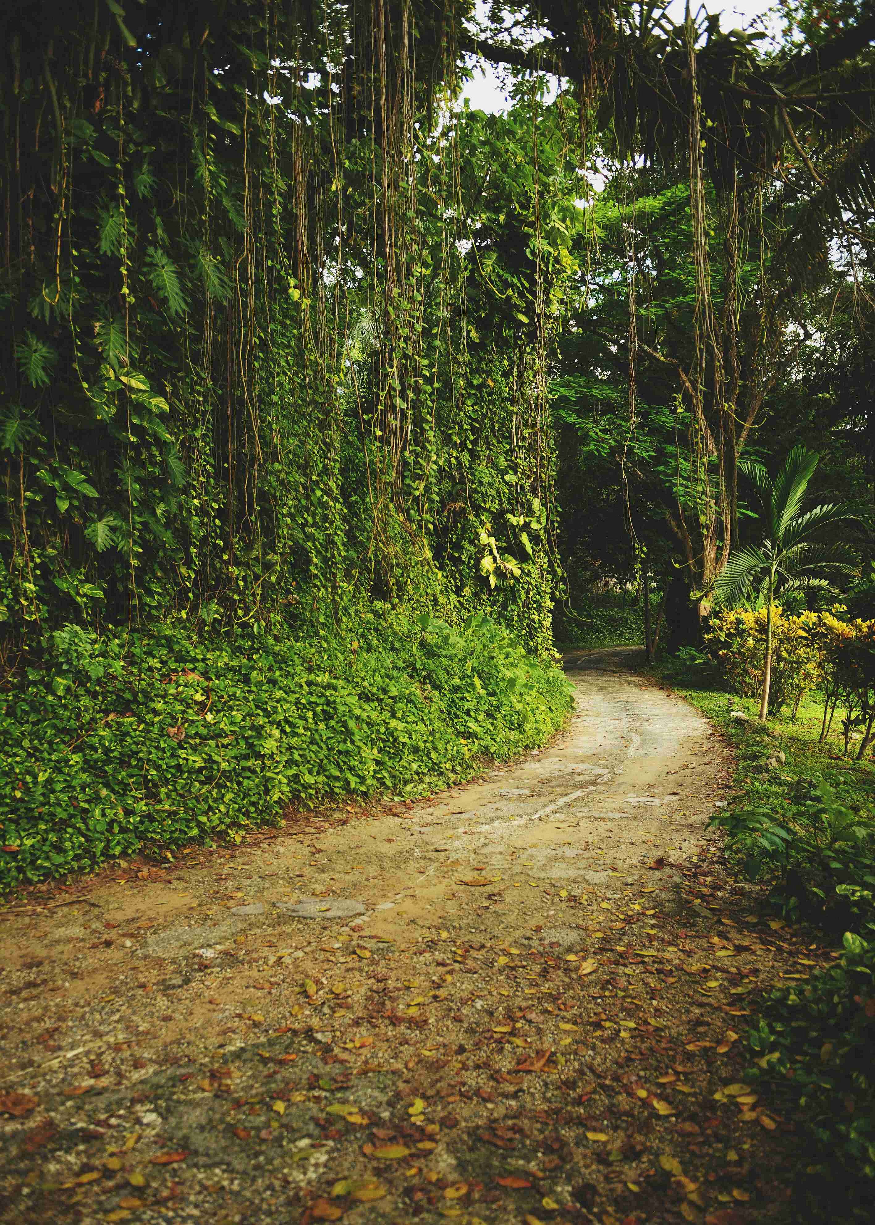 From Coast to Cove: 5 Epic Jamaica Road Trip Routes for Your Itinerary