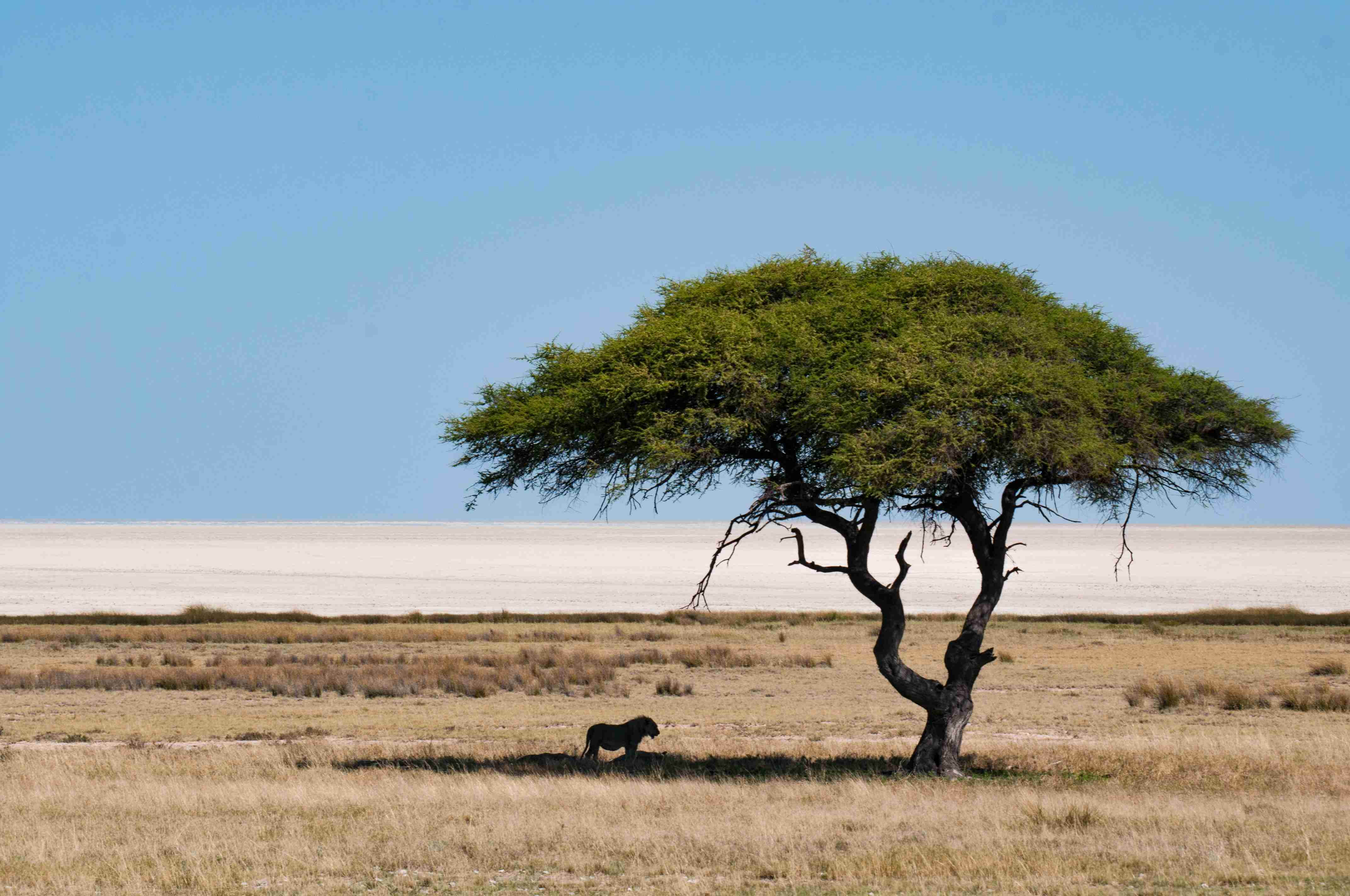 Best Time to Visit Kenya