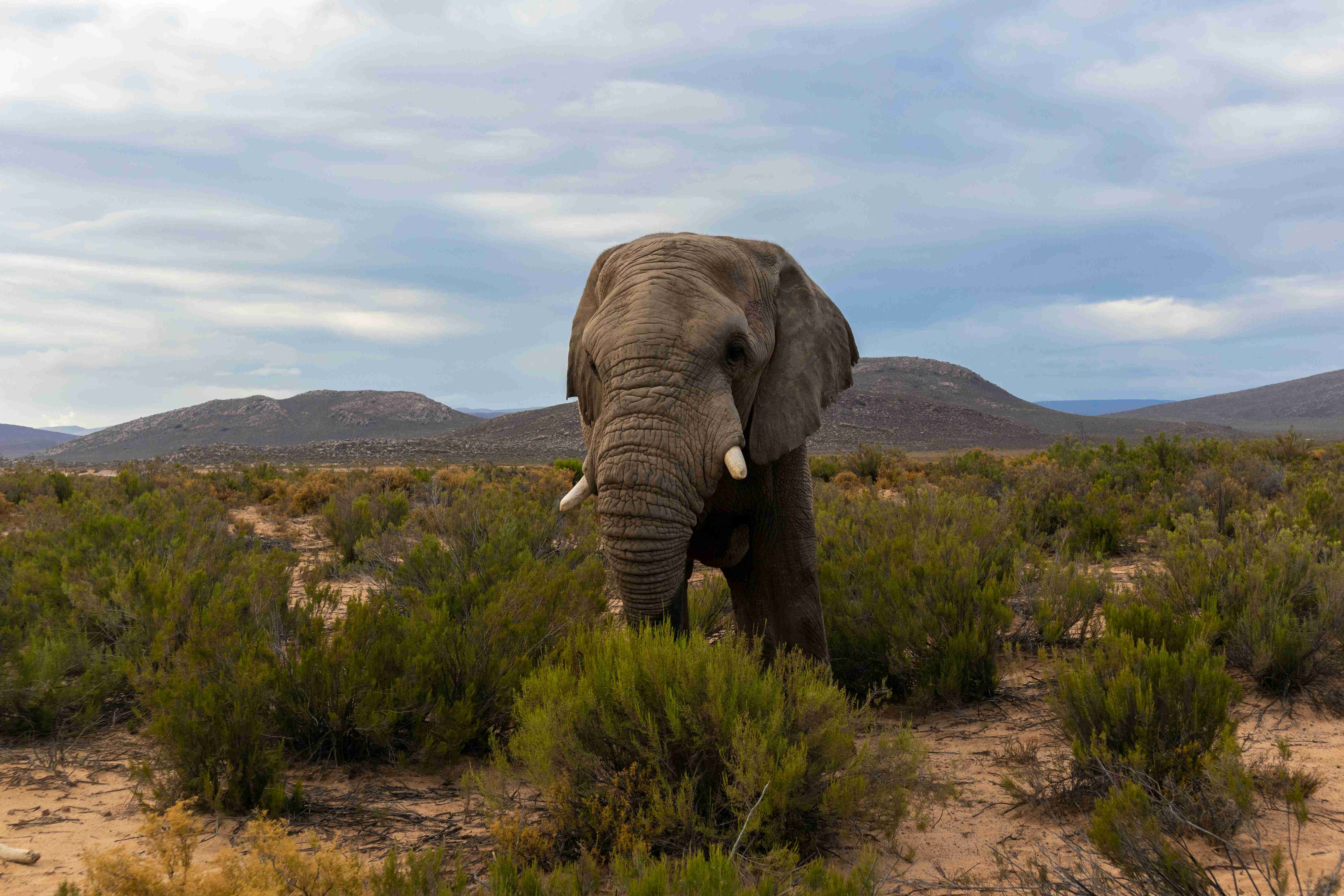 How to Book a $200 South African Safari with Uber