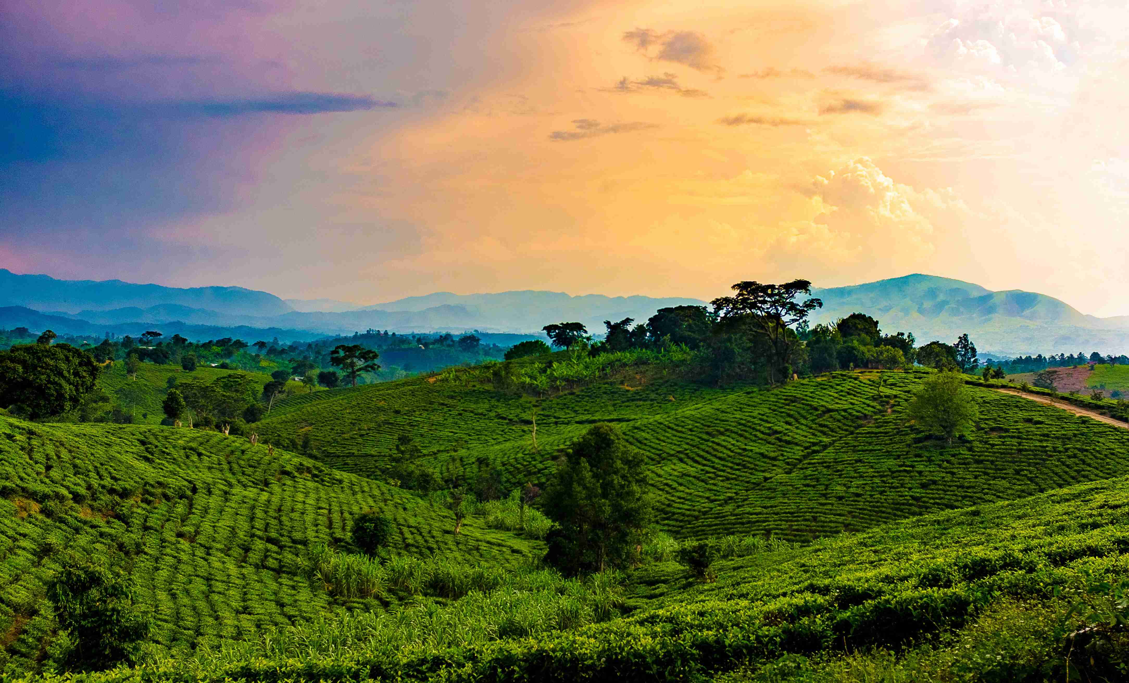 Road Trip Itinerary: Highlights of Uganda and Tips for Your Self-Drive Adventure