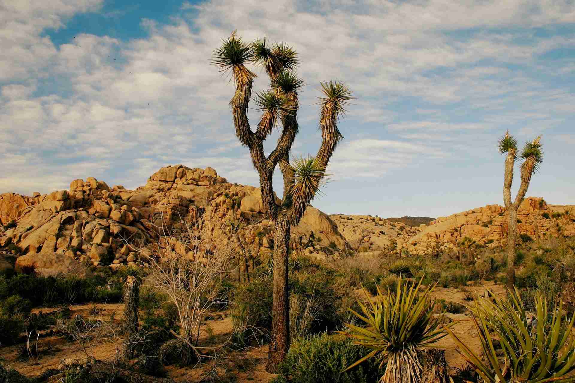 Visiting Joshua Tree? Expect Higher Fees for Camping and Tours
