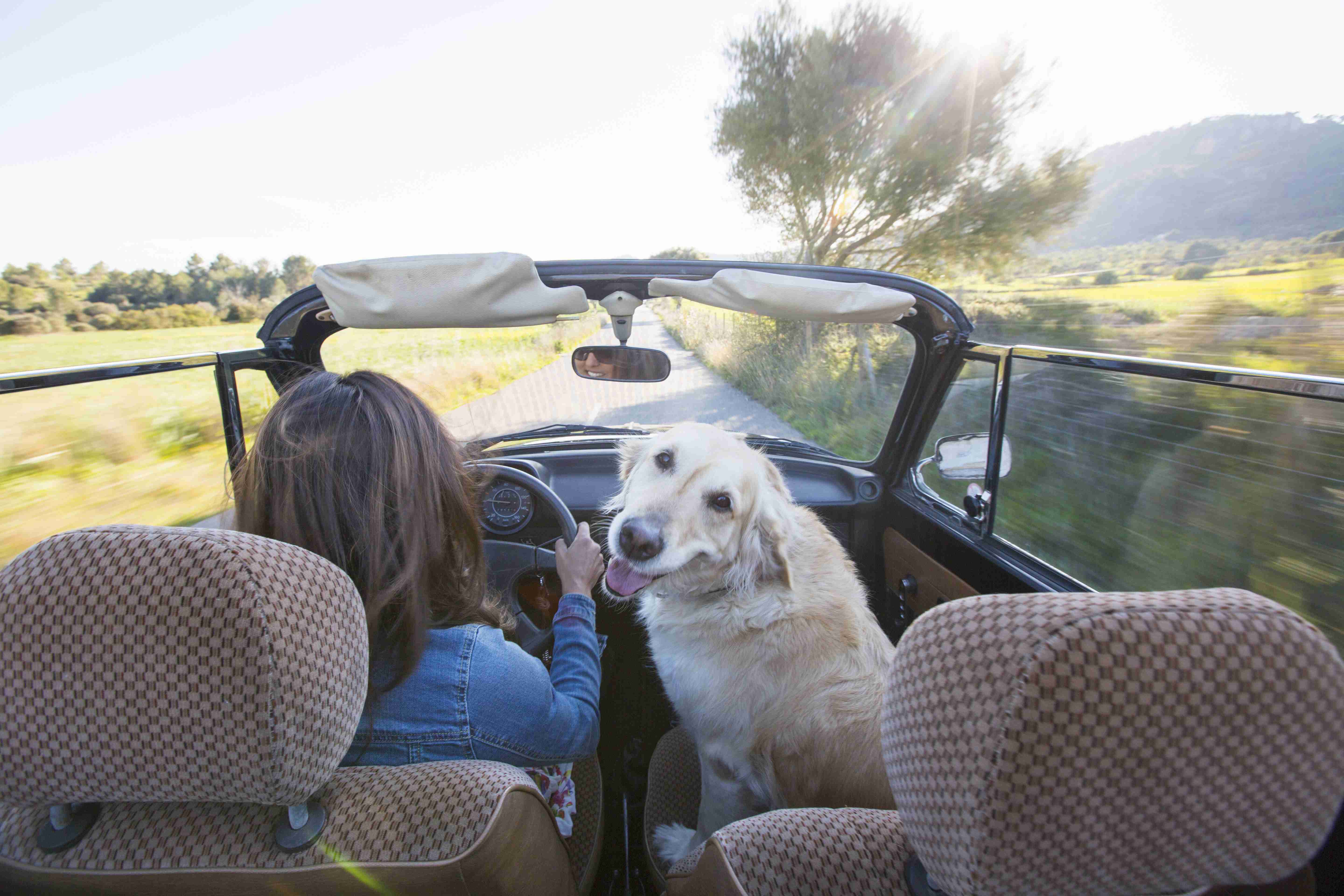 Crafting a Dog-Friendly Road Trip Planner: The Ultimate Guide to Taking an Epic Road Trip With Your Dog