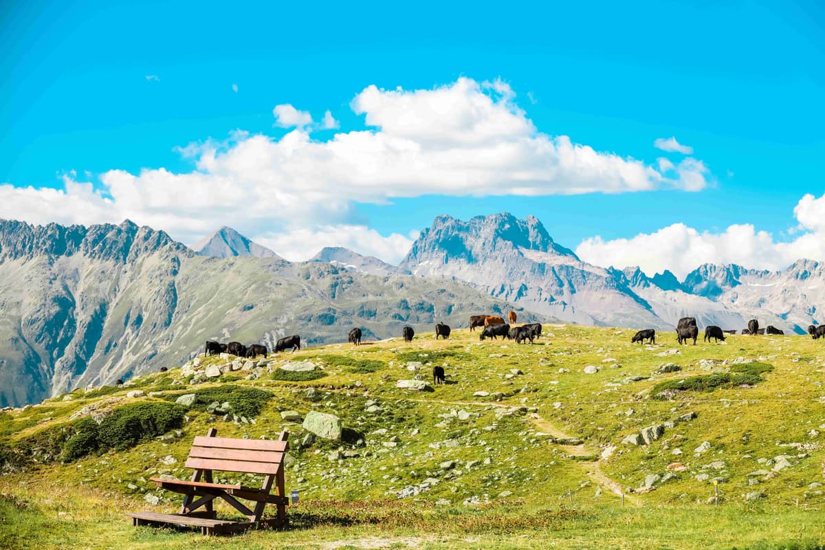 Alpine Meadow with Grazing Cattle and Bench