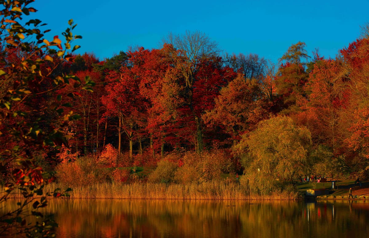 Autumn Reflections on Forest Lake