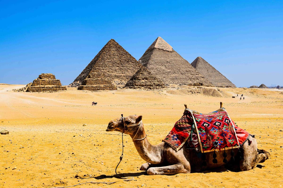 Camel Resting in Front of Giza Pyramids Egypt
