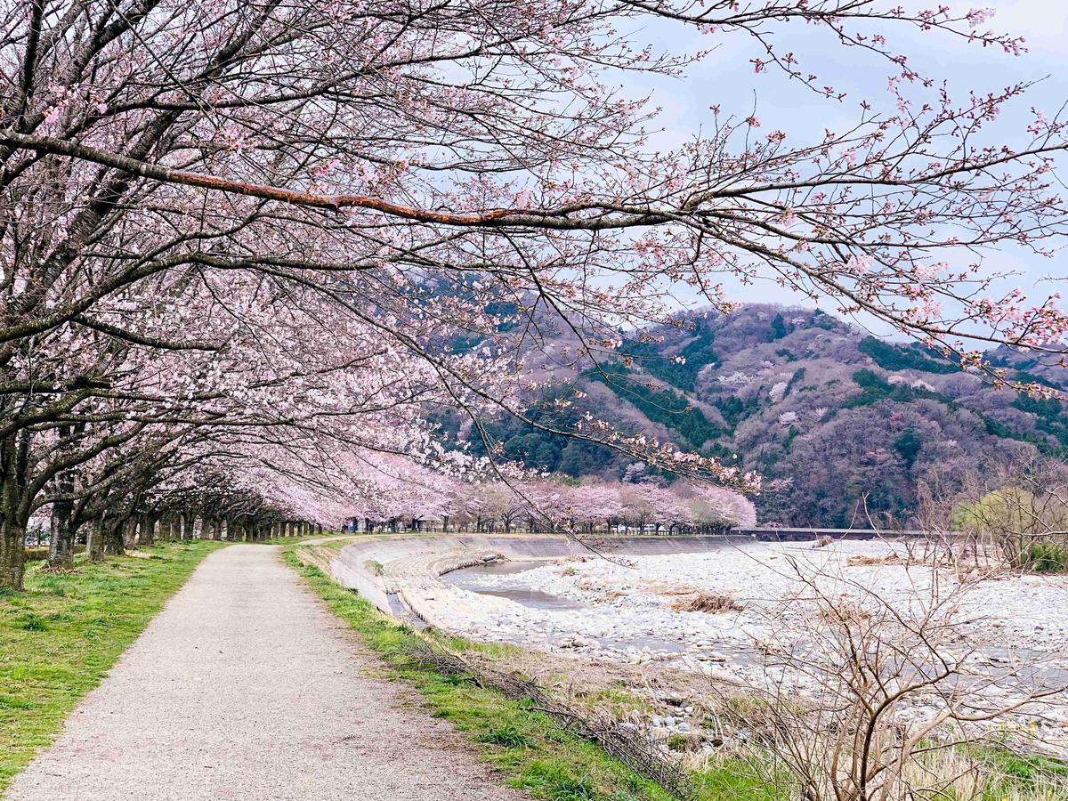 Cherry Blossom Alley by the River in Spring