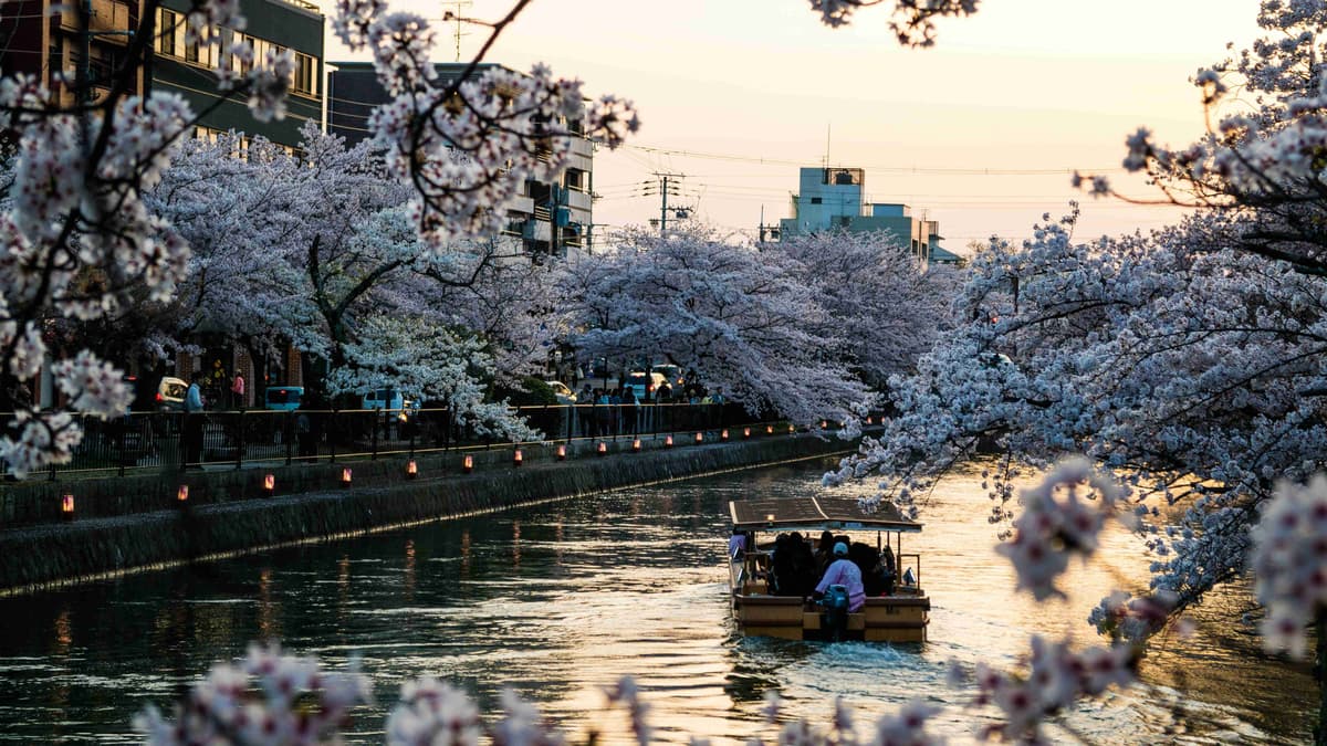 Cherry Blossoms at Dusk in Japanese Canal Scene
