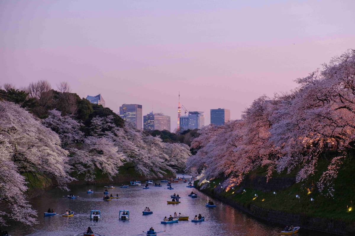 टोक्यो नहर में गोधूलि बेला में चेरी के फूल