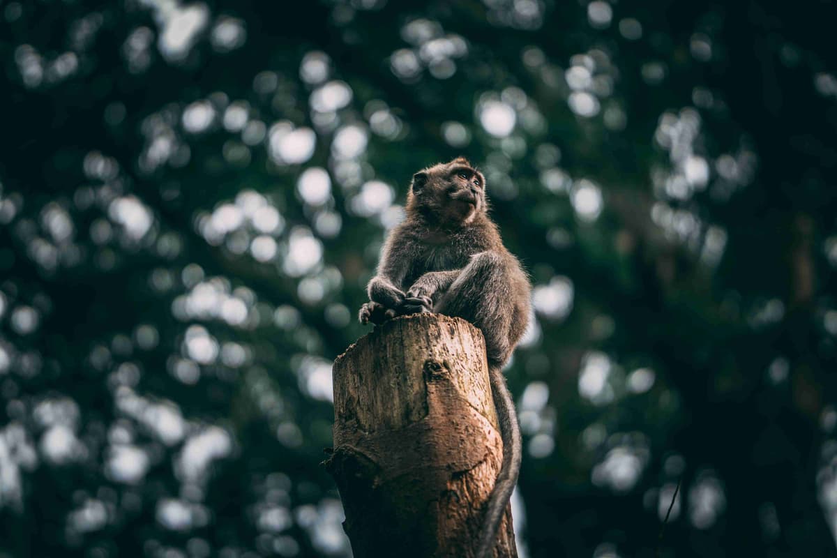 Contemplative Monkey on Tree Stump