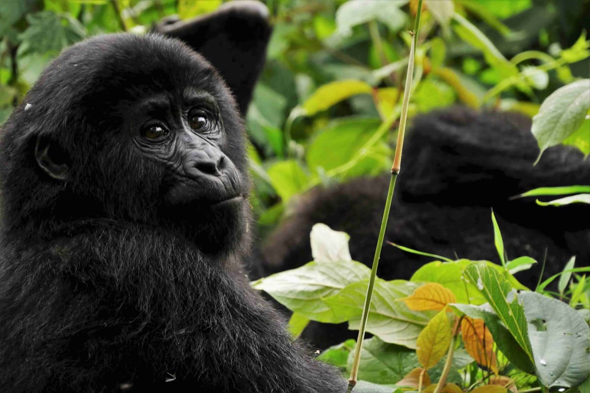 Neugieriger junger Gorilla inmitten von Laub