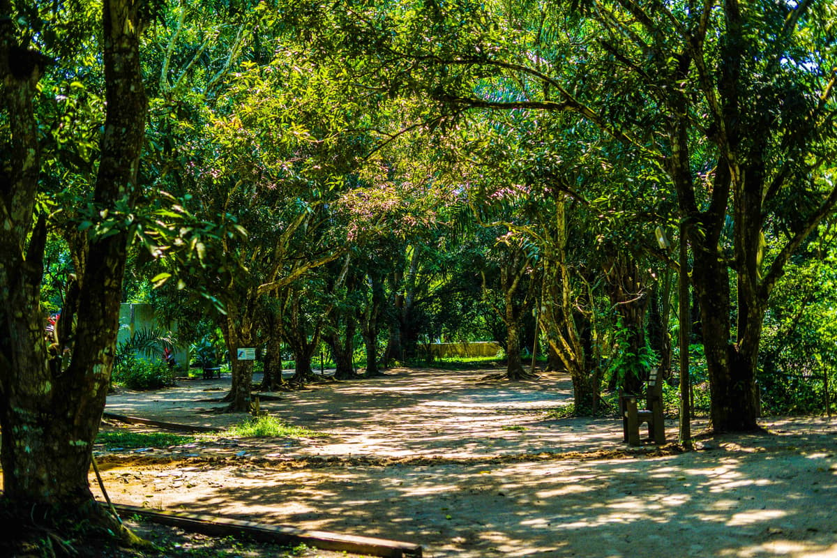 Dappled _Light in Lush Green Arbor Walk