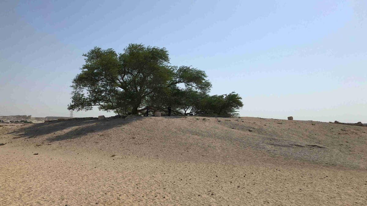 โอเอซิสแห่งทะเลทรายพร้อมต้นไม้โดดเดี่ยว