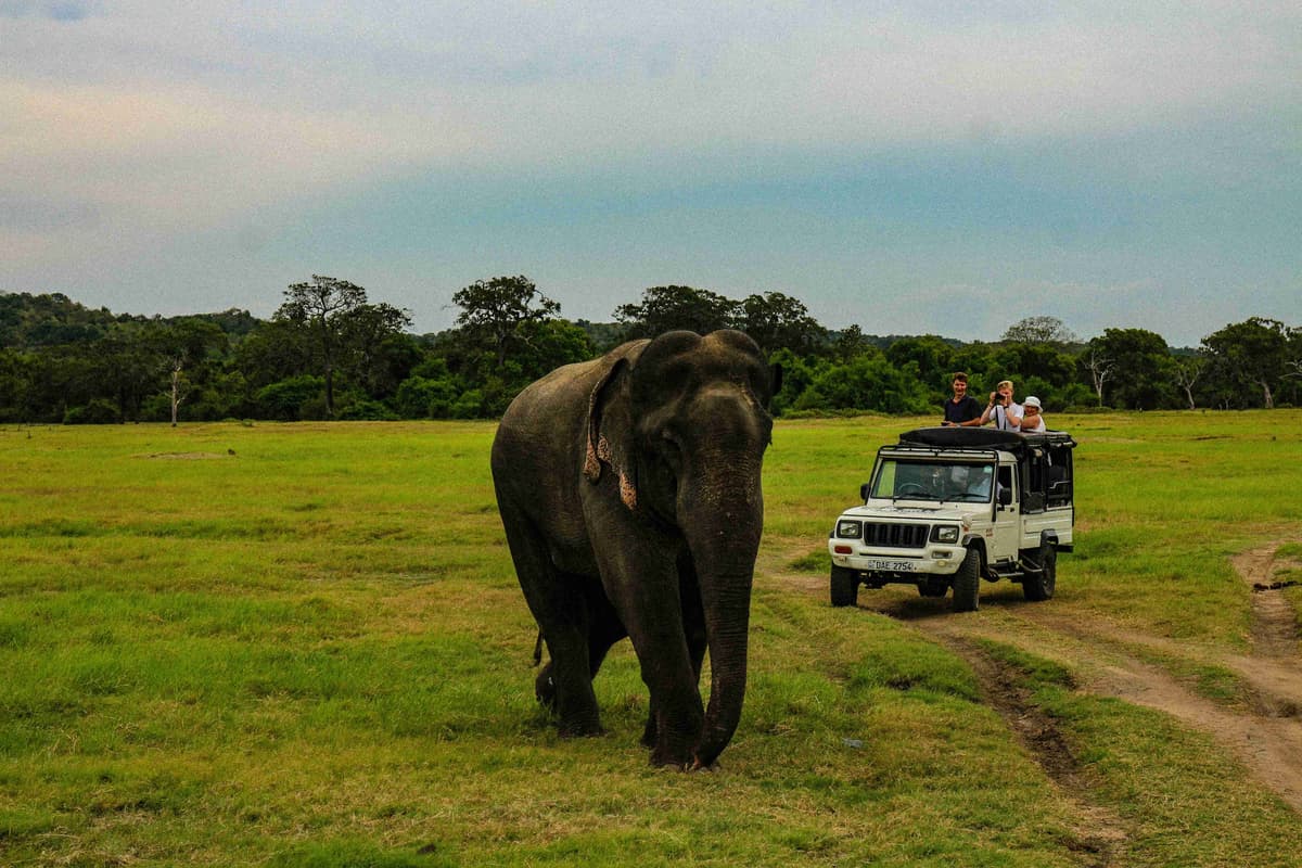 Встреча со слонами в приключенческом сафари