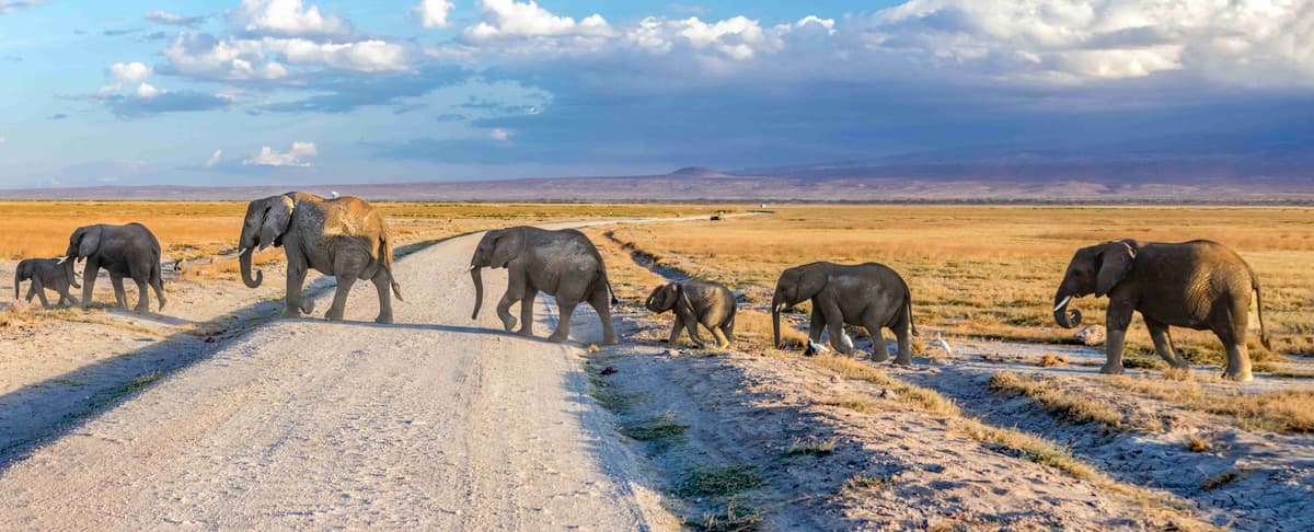 Manada de elefantes atravessando o caminho do safari ao pôr do sol