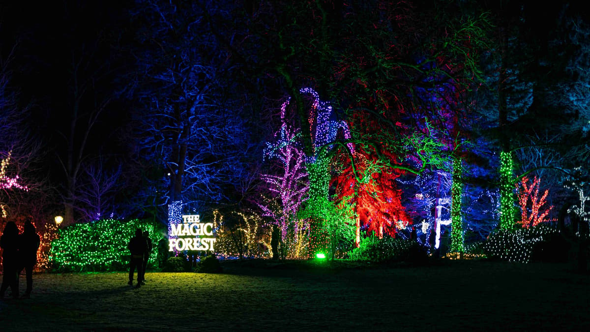 Enchanted Night at the Magic Forest Light Display