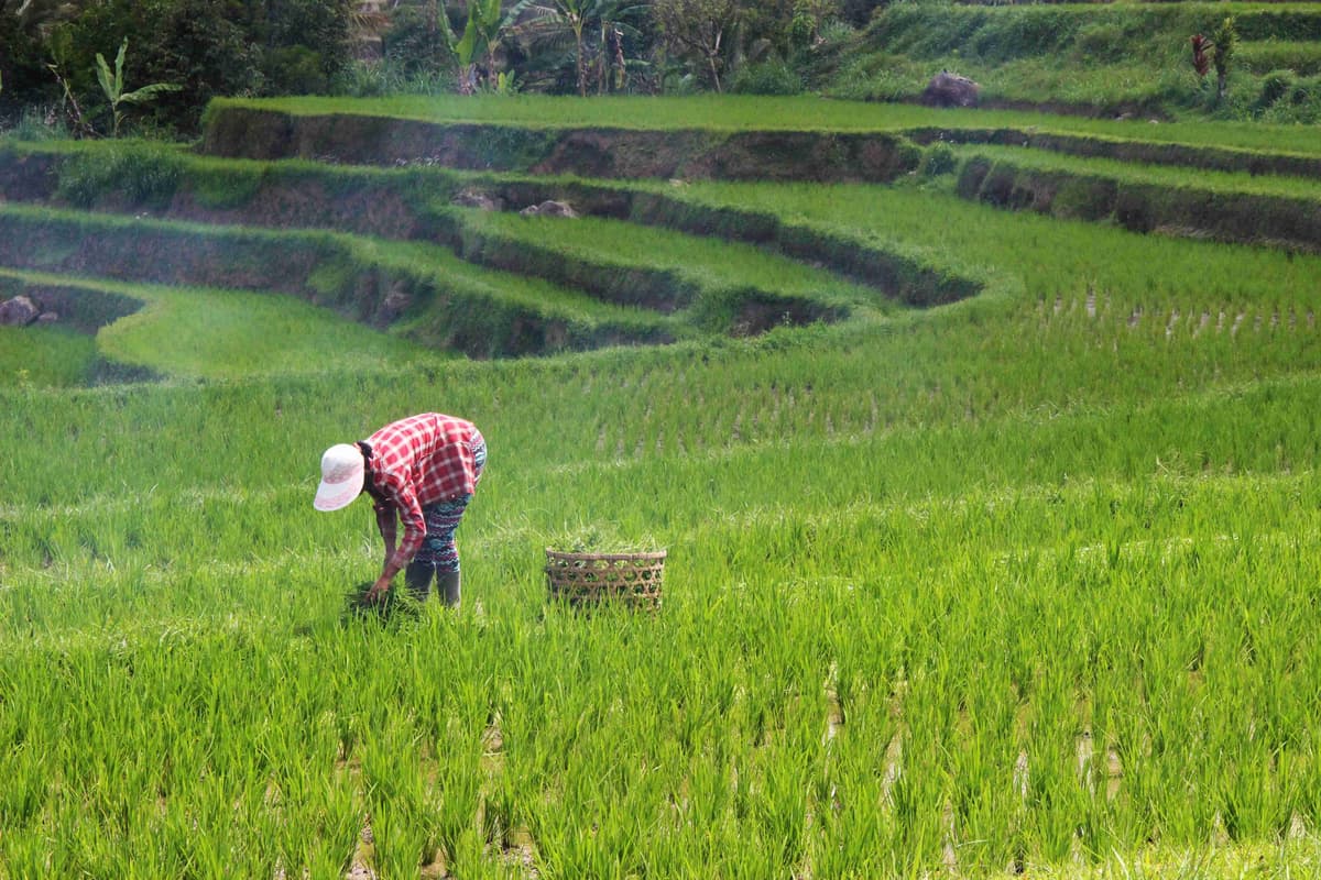 Nông dân làm việc trên ruộng bậc thang xanh