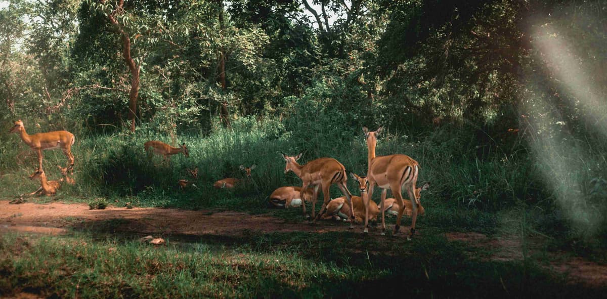 Desmatamento Florestal com Manada de Impalas