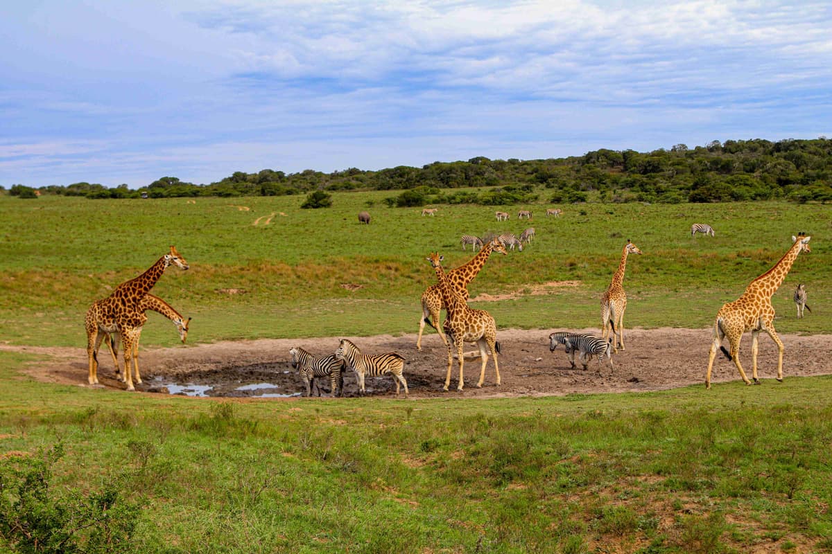 Girafele și Zebrele la Adăparea