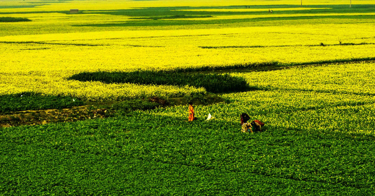 Goldene Farbtöne der Senffelder mit Einheimischen, die mitten im Grünen spazieren gehen