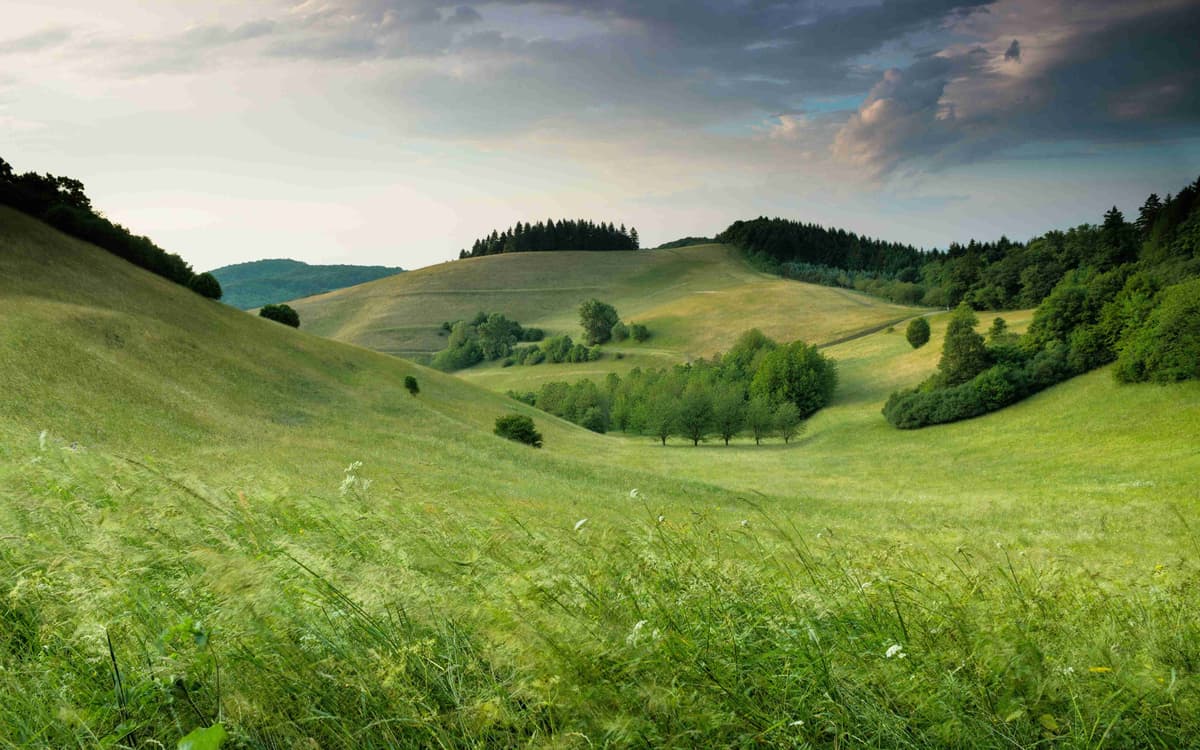 Green Rolling Hills and Meadows