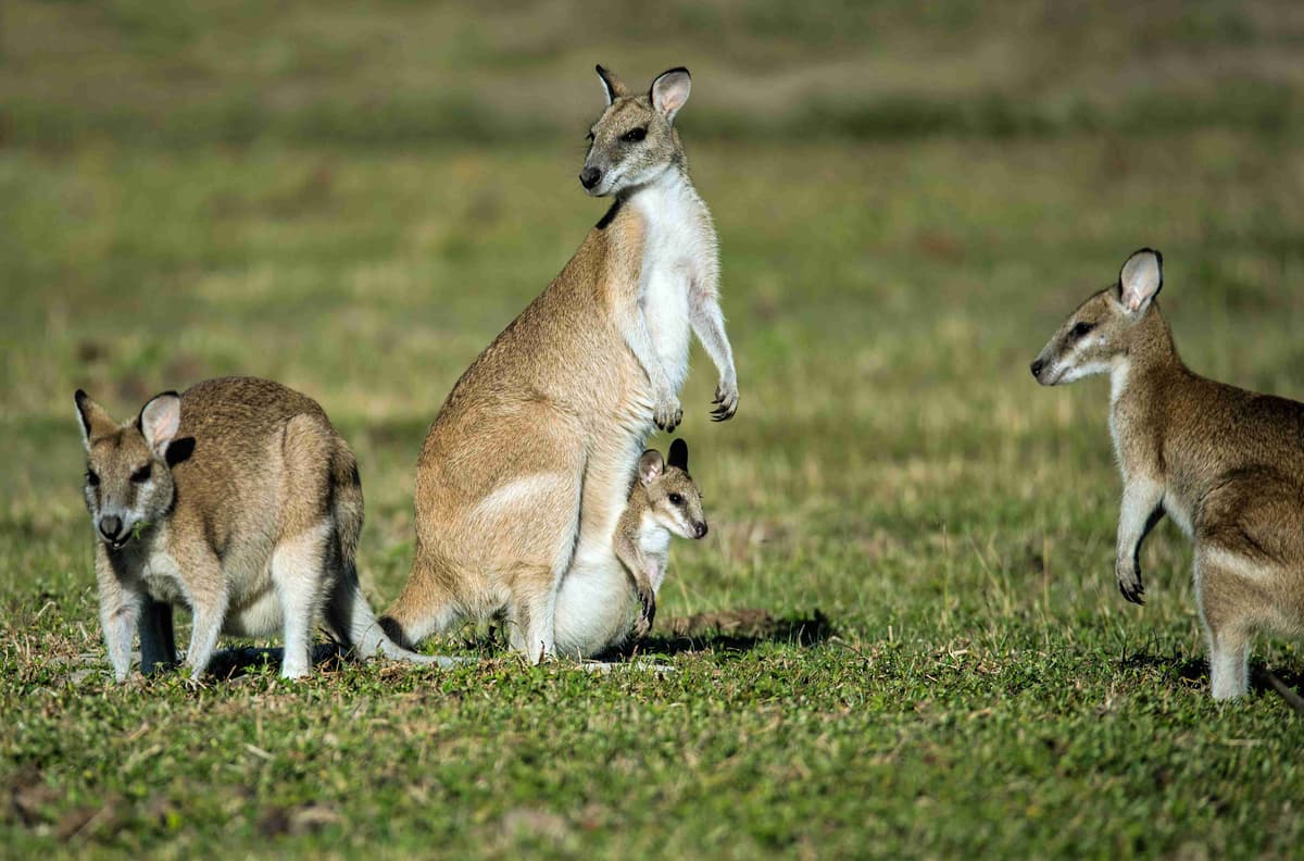 Trys kengūros, stovinčios žole apaugusiame lauke.