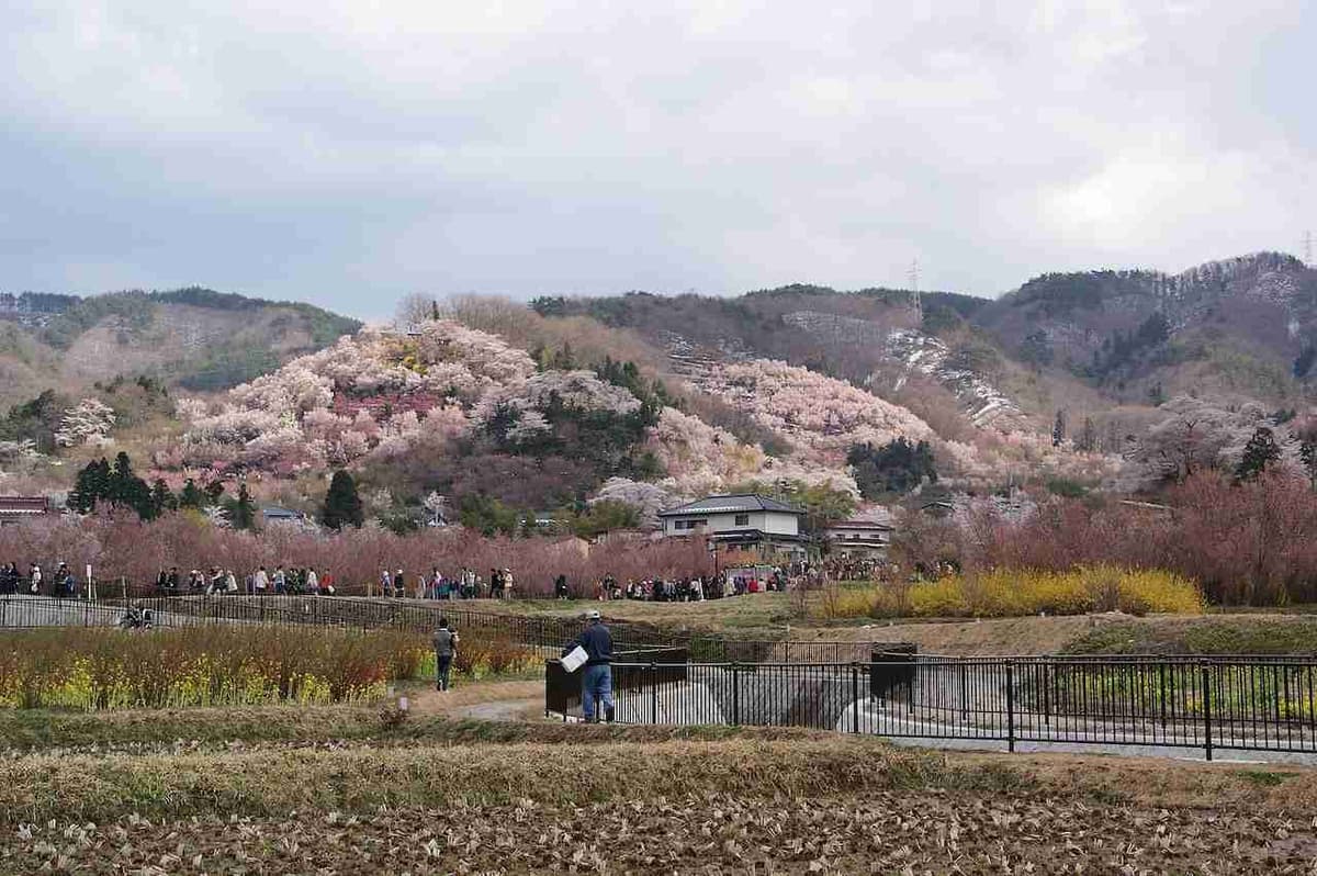 Panoramski pogled na cvetenje sakure v parku Hanamiyama