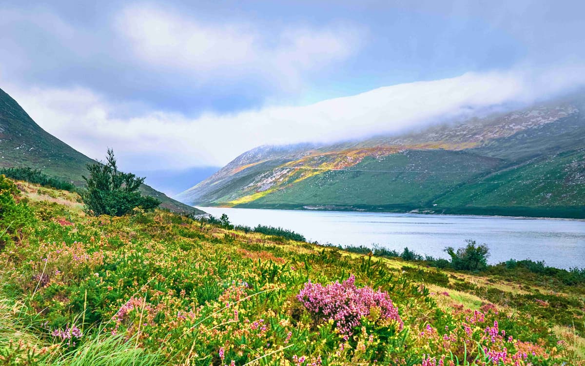 Misty Mountain Valley with Wildflowers