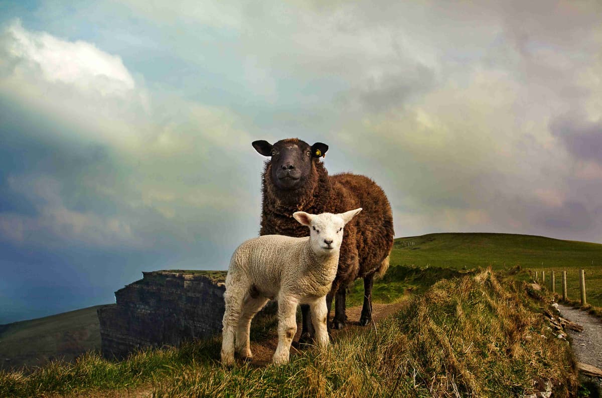 母亲和羔羊在沿海草地上