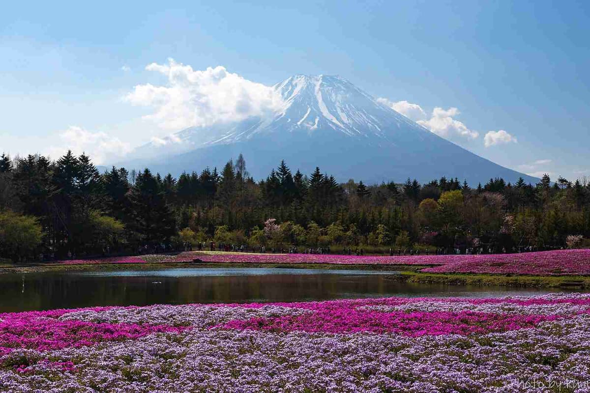 Vaade Fuji mäele – Fuji Shibazakura festival