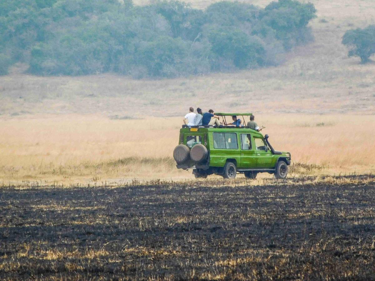 Aventura de safari en pastizales