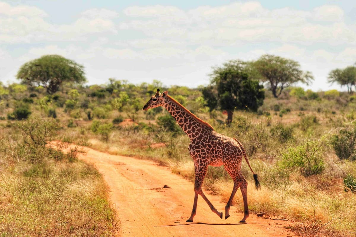 Savannah Giraffe Crossing Dirt Road