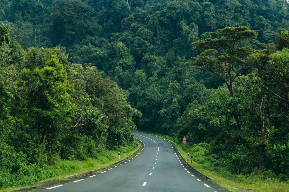 Jalan Indah Melalui Hutan Hijau Lebat