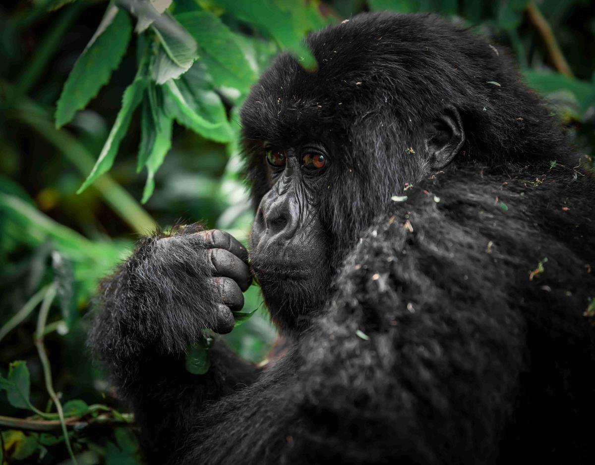 Nachdenklicher Gorilla in seinem natürlichen Lebensraum