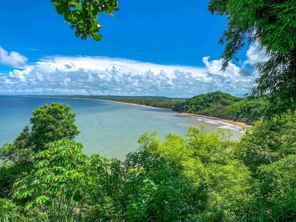 Tropical Coastline View from Forest