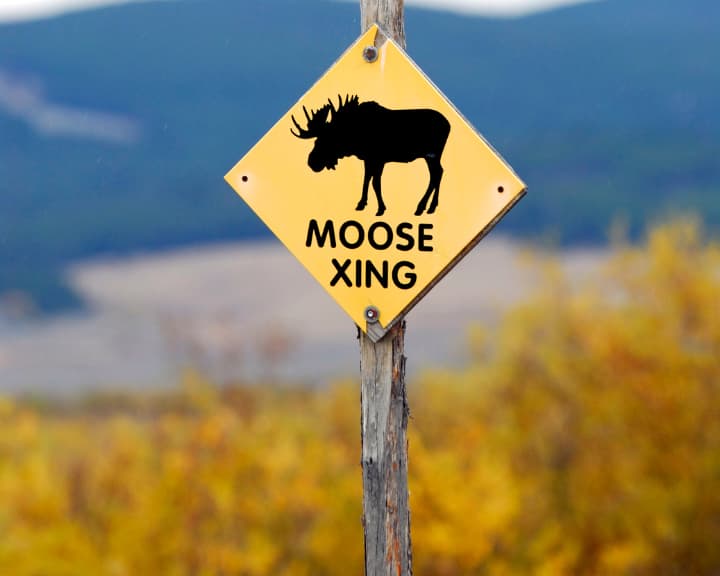 The Moose Crossing-skiltet i Canada